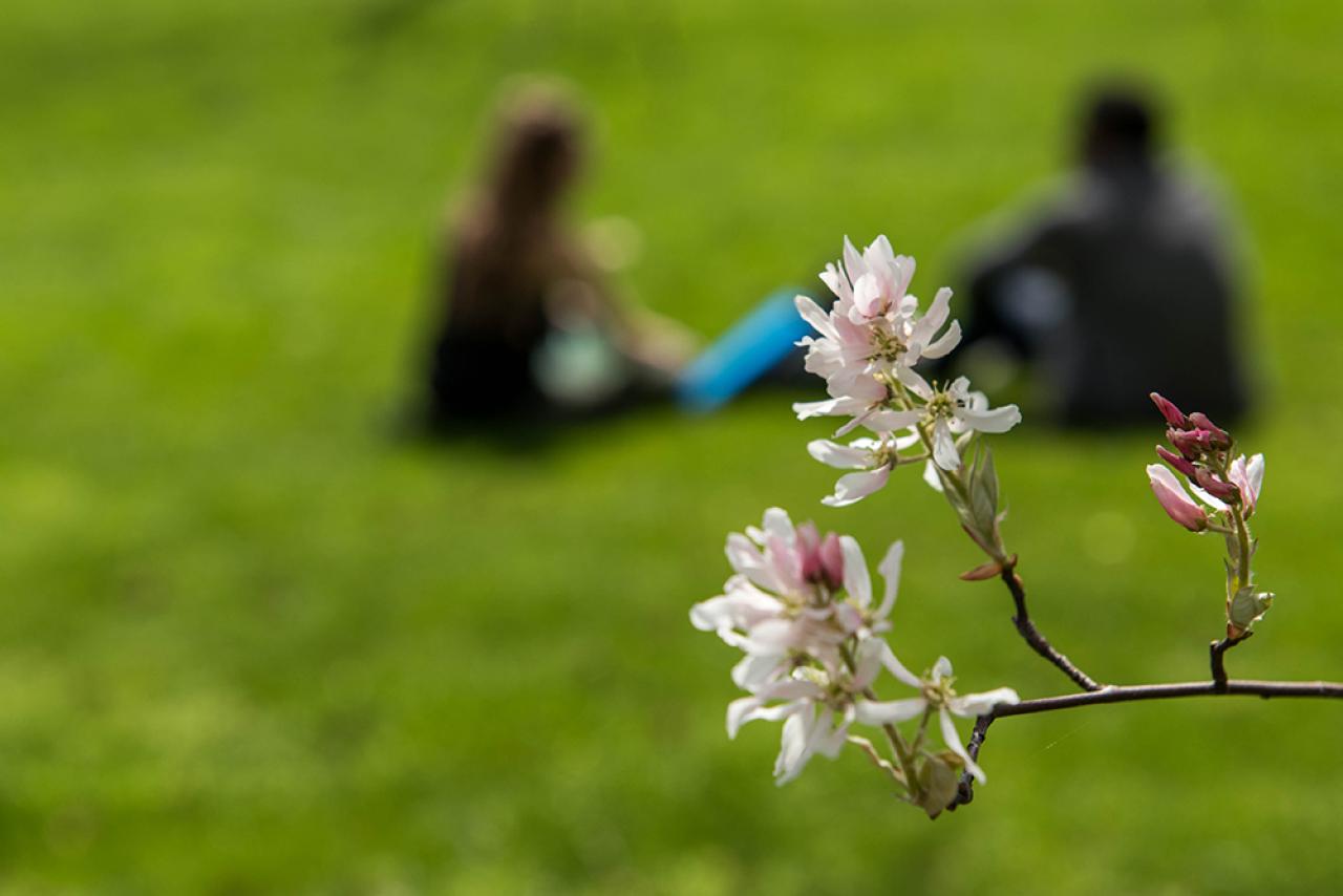 Scene of indistinct students sitting on the oval in early spring.