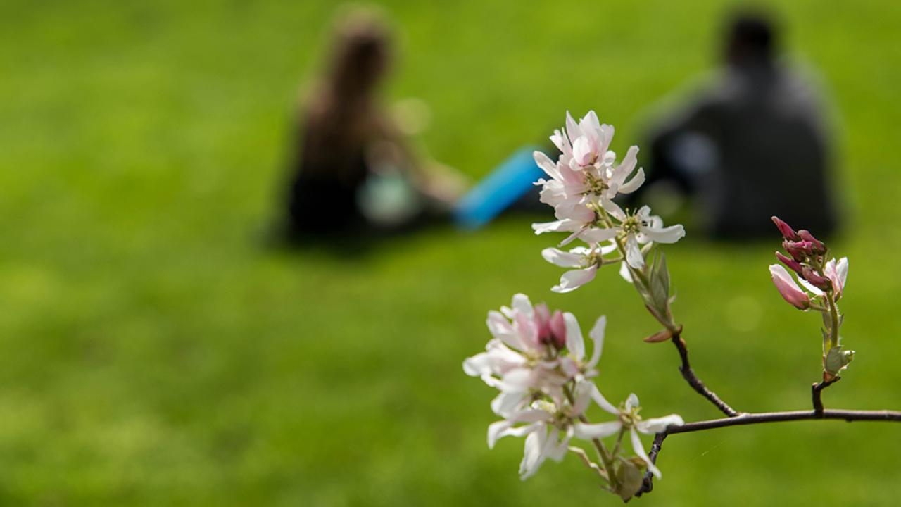 Indistinct students sitting on the oval in early spring.